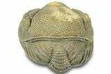 Wide, Bumpy Enrolled Morocops Trilobite - Morocco #310762-2